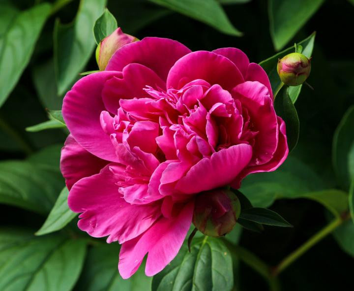 Get Them Whilst They Last - Peony Season Comes To An End