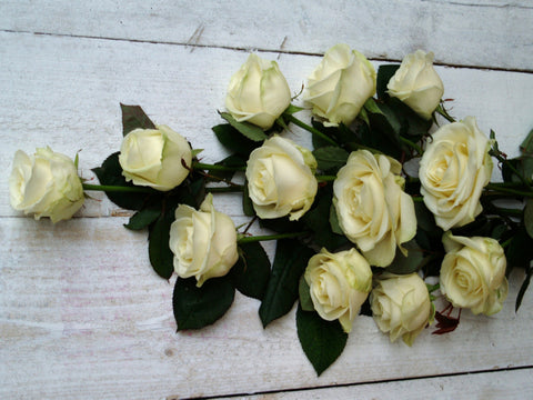 Valentine's Day Best Long Stemmed White Roses with Eucalyptus