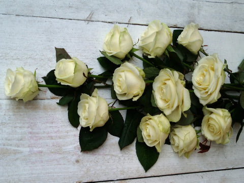 The Best Long Stemmed White Roses